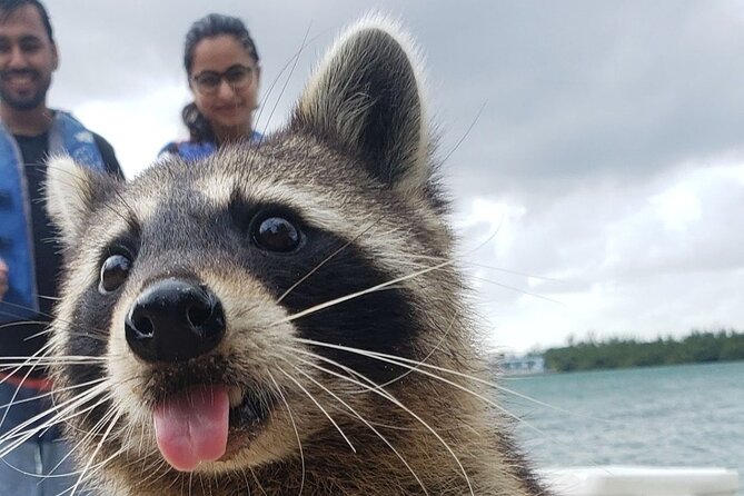 Raccoon Island Exploration on Sup/Kayak - Key Points