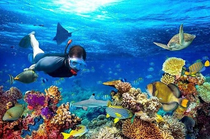 Roatan Shore Excursion Snorkelling, Sloths & Monkeys, Beach Break - Key Points
