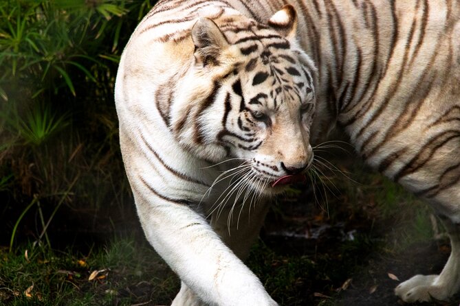 Safari Park, Wild Experience - Key Points