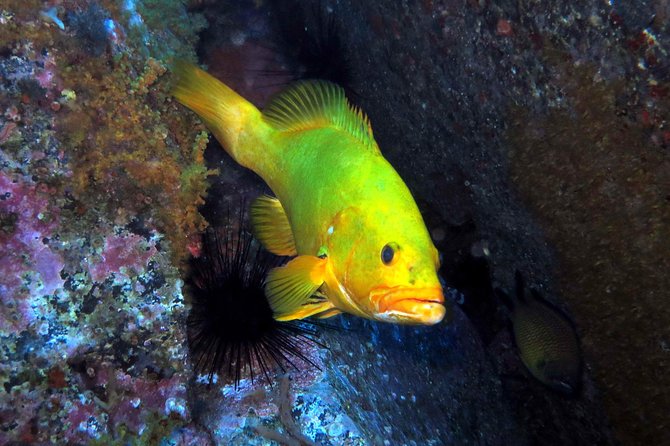 Scuba Diving Experience in Madeira - Key Points
