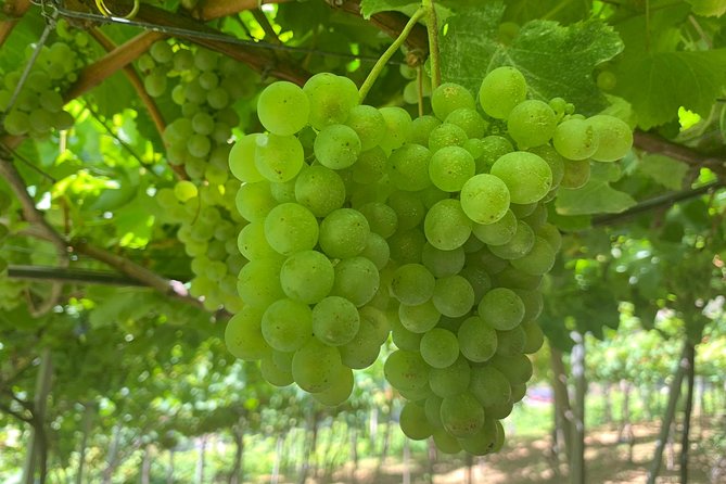 Skywalk With Wines Tasting and Vineyards Half Day 4x4 Adventure - Overview and Experience