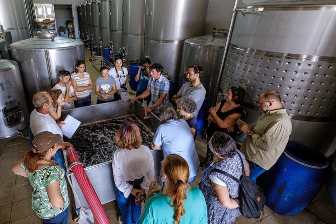 Tour & Wine Tasting - Authentic Algarve Flavours by Quinta Da Tôr - Wine Tasting Details
