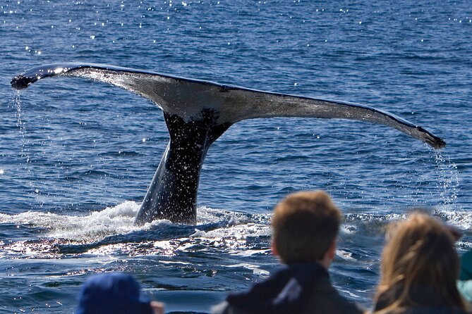 Ultimate Whale Watch and Tracys Crab Shack Combo - Key Points