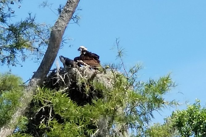 Waccamaw River Nature and Wildlife Tour - Key Points