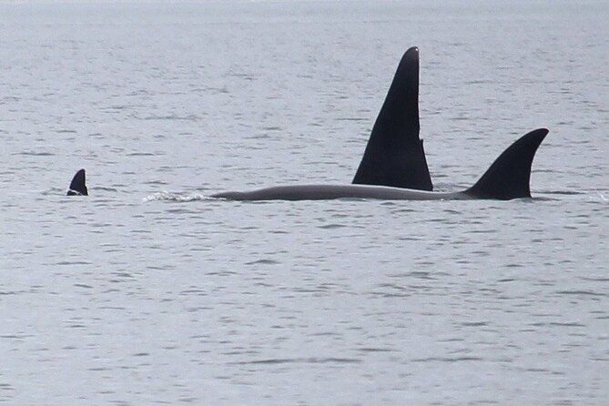Whale Watching Tour From Anacortes - Key Points