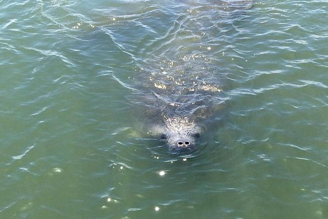 Wildlife Tour of Indian River Lagoon With Experienced Captain - Tour Overview