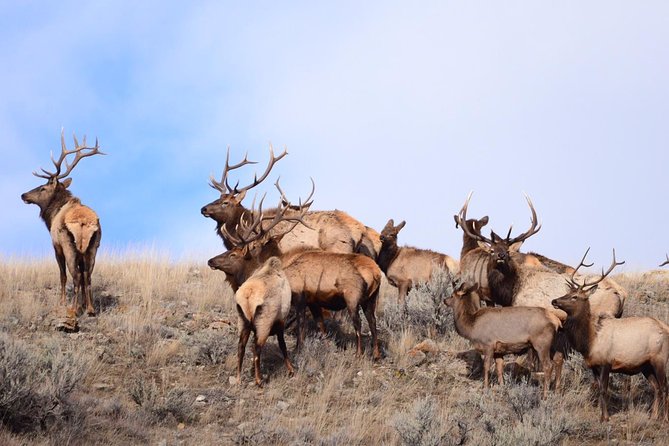 Yellowstone and Grand Teton 4 Day 3 Night Wildlife Adventure - Tour Overview and Highlights