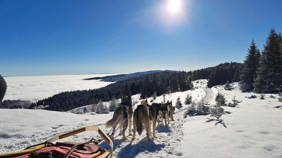 1.5-Hour Private Dog Sledding Tour in Harghita County - Scenic Snowy Landscapes in Harghita County