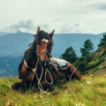 1 Day Horse Riding Adventure in Borjomi Mountains - Starting from Tbilisi to the Heart of Borjomi