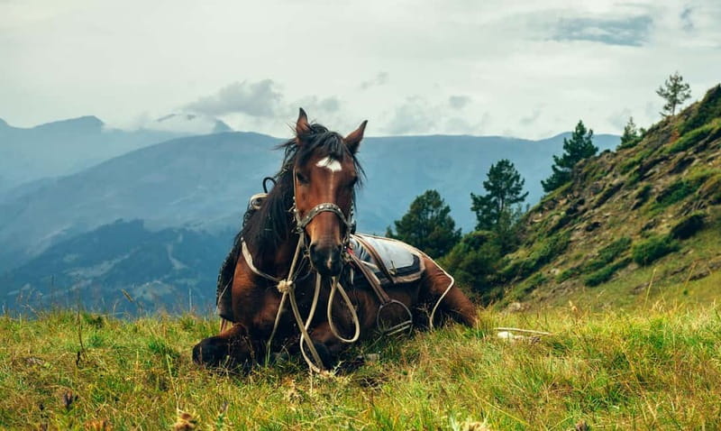 1 Day Horse Riding Adventure in Borjomi Mountains - Starting from Tbilisi to the Heart of Borjomi