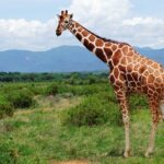 1 Day Shimba Hills starting from Diani Beach. - Discover Shimba Hills National Reserves Diverse Ecosystems