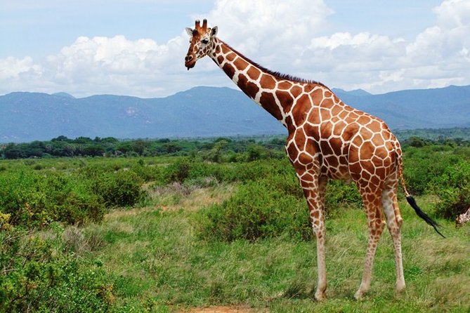 1 Day Shimba Hills starting from Diani Beach. - Discover Shimba Hills National Reserves Diverse Ecosystems