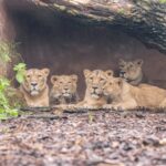 1-day ticket for Schwerin Zoo - The Location: Schwerin Zoo in Mecklenburg-Vorpommern