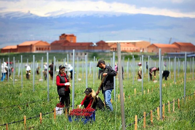 1-Day tour to Aragatsotn Wine region and Wine Route. - Voskevaz Winery’s Role in Armenian Wine