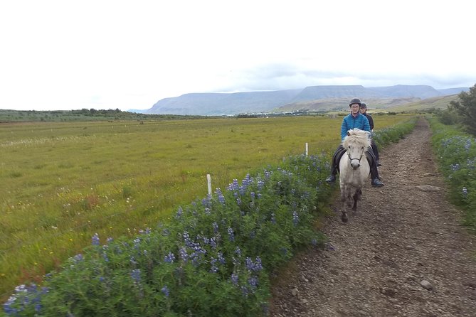 1+ hour Private Horse riding tour from Reykjavík/Mosfellsbær - Exploring Mt. Úlfarsfell on Horseback