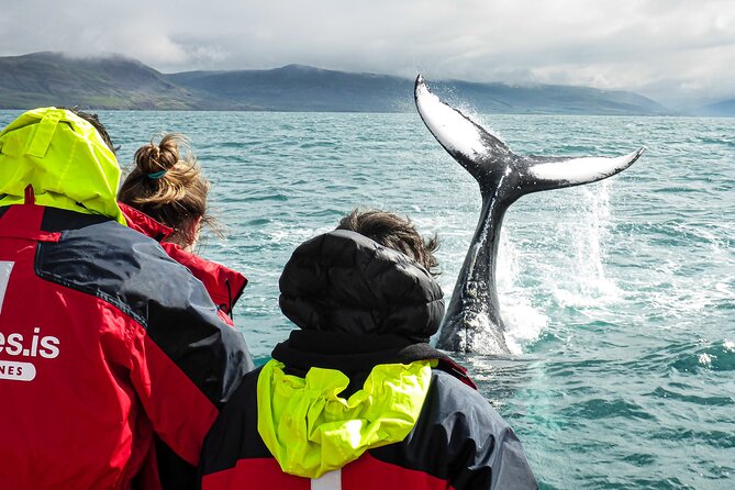 100% Whale Watching - The Experience of the Whale Watching Tour