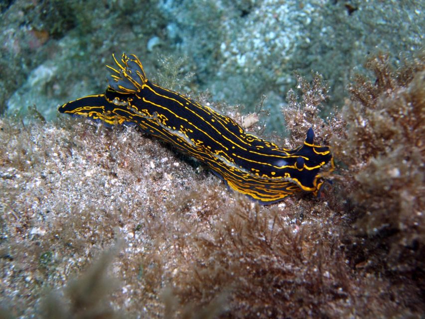 2-Dive Guided Scuba Diving For Qualified Divers - The Expertise of Tenerife’s PADI Guides