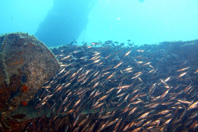 2 Dive Package for PADI Qualified Divers in Gran Canaria - Discovering Gran Canaria’s Marine Life and Dive Sites