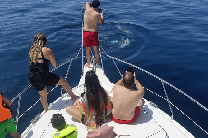 2 Hours Dolphin Watching in Marbella - Searching for Dolphins in Marbella’s Waters