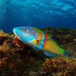 2 Hours Guided Snorkeling Tour in Playa Chica - Key Points