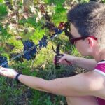 2 Wineries Small Group Tour with Hotel Pick-up from Sitges - Visiting Caves Romagosa Torne: A Family-Run Cava Producer