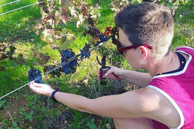 2 Wineries Small Group Tour with Hotel Pick-up from Sitges - Visiting Caves Romagosa Torne: A Family-Run Cava Producer