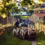 2h Quad Tour  Arcos de Valdevez  Peneda Gerês - Starting Point and Meeting Details in Arcos de Valdevez