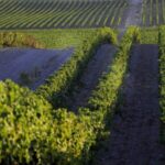 2hr Cork Safari in a Classical Land Rover - Discovering the Cork Forests of Alentejo