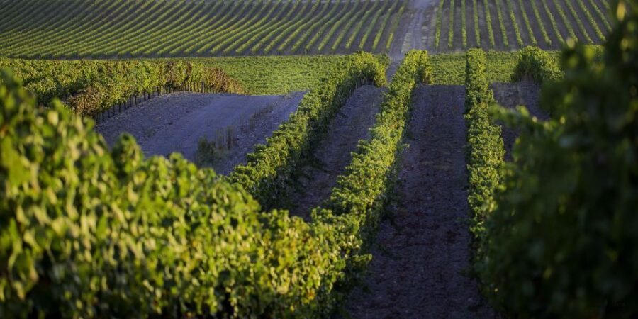2hr Cork Safari in a Classical Land Rover - Discovering the Cork Forests of Alentejo