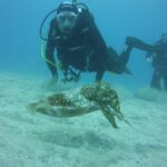 2x diving package, on request including refreshment - Dive Sites and Underwater Highlights Near Costa Adeje