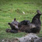 3 Day Adventure In Harghita & Surrounding Wonders - Hiking to Madarasi Harghita Peak Through Alpine Meadows