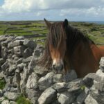 3-Day Southern Ireland Tour Including Galway and Kerry from Dublin - Day 3: From Killarney to Adare and Return to Dublin