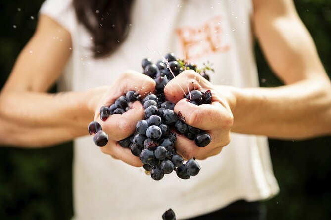 3-Hour Private Food and Wine Experience in Montalcino - Scenic Setting in the Tuscan Countryside