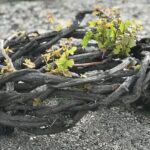 3 Wineries wine tasting & Greek Meal -Food and Wine pairing - Visiting the Local Vineyard and Vine Cultivation