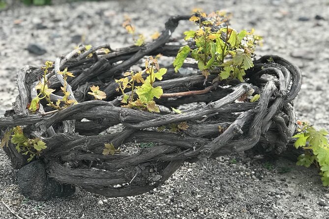 3 Wineries wine tasting & Greek Meal -Food and Wine pairing - Visiting the Local Vineyard and Vine Cultivation