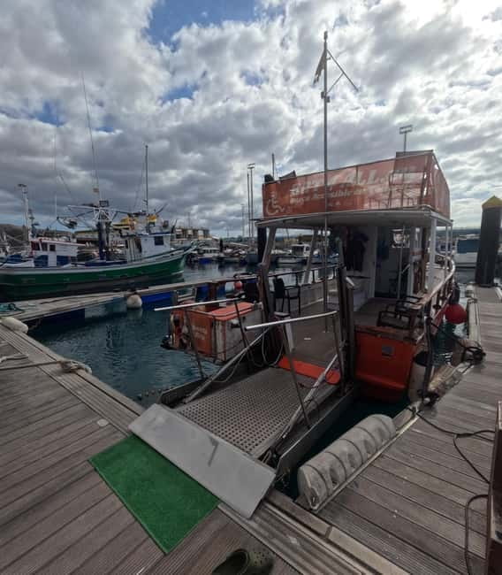 3H Shared Barrier-Free Cruise with Turtles Dolphins & Whales - The Fully Accessible Santa Rita Boat in Tenerife