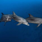 3h Whale watching Share Tour Costa Adeje Lina7 Mizendoha - Starting Point in Puerto Colon for a Convenient Departure