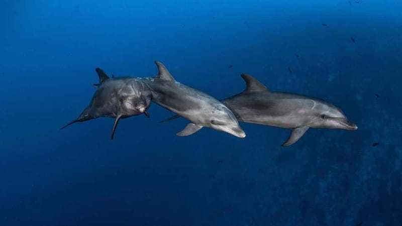 3h Whale watching Share Tour Costa Adeje Lina7 Mizendoha - Starting Point in Puerto Colon for a Convenient Departure