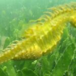 4 hour Kayak & Snorkeling Tour in Ria Formosa Natural park - Starting Point at Praia dos Cavacos in Faro