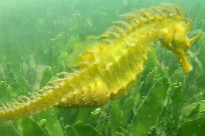 4 hour Kayak & Snorkeling Tour in Ria Formosa Natural park - Starting Point at Praia dos Cavacos in Faro