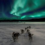 4hr Dog Sledding Tour under the Northern Lights - The Chance to See the Northern Lights in Alta