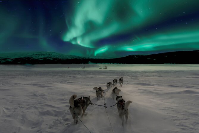 4hr Dog Sledding Tour under the Northern Lights - The Chance to See the Northern Lights in Alta