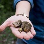 5 Hours Truffle Hunt Experience with Cooking Class - The Organic Agritourism Setting