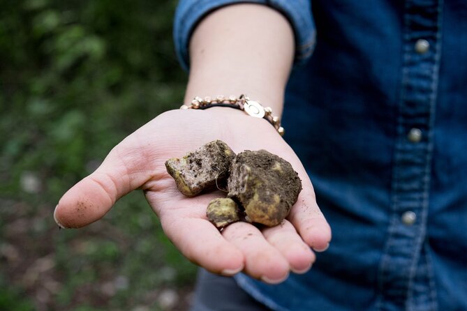 5 Hours Truffle Hunt Experience with Cooking Class - The Organic Agritourism Setting