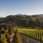 5 Wine Tastings in San Gimignano - Visiting the Vineyard and Cellars on a Guided Tour