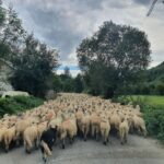 7h Dracula's Castle Private Tour from Bucharest - Fast Tour - Pickup and Transportation in Bucharest