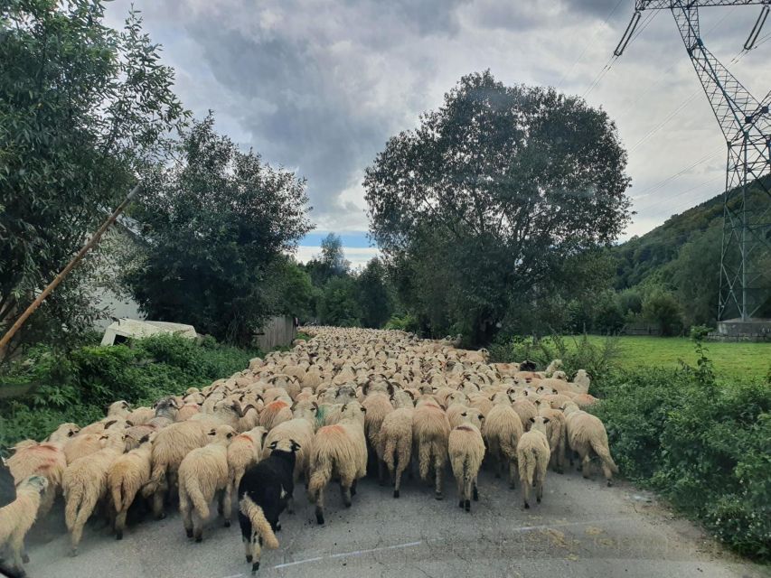 7h Dracula's Castle Private Tour from Bucharest - Fast Tour - Pickup and Transportation in Bucharest