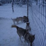 8-10km Husky Ride in the Taiga Forest and visiting the Kennel - Rovaniemi Departure and Convenient Transportation