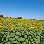 9-Day Best of Tuscany Tour with Guide and Driver - Discover Pisa’s Leaning Tower and Piazza dei Miracoli