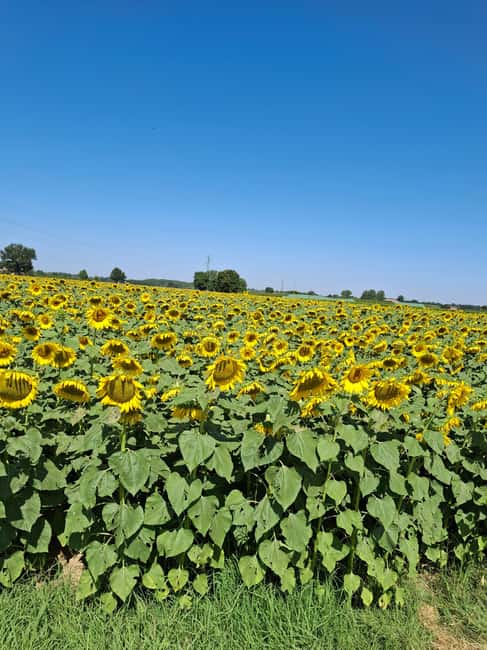 9-Day Best of Tuscany Tour with Guide and Driver - Discover Pisa’s Leaning Tower and Piazza dei Miracoli